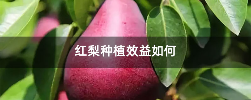 红梨种植效益如何