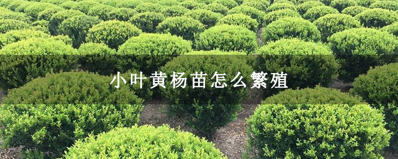 小叶黄杨苗怎么繁殖