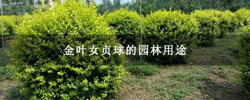金叶女贞球的园林用途