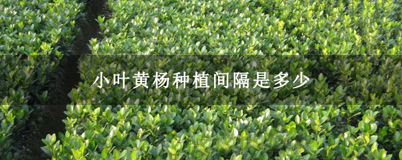 小叶黄杨种植间隔是多少