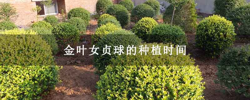 金叶女贞球的种植时间