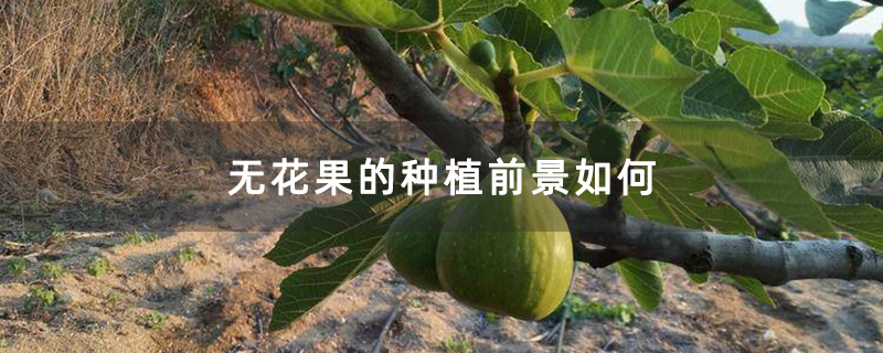 无花果的种植前景如何