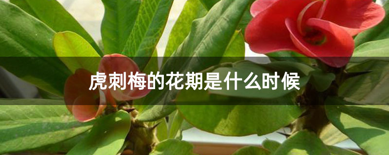 虎刺梅的花期是什么时候
