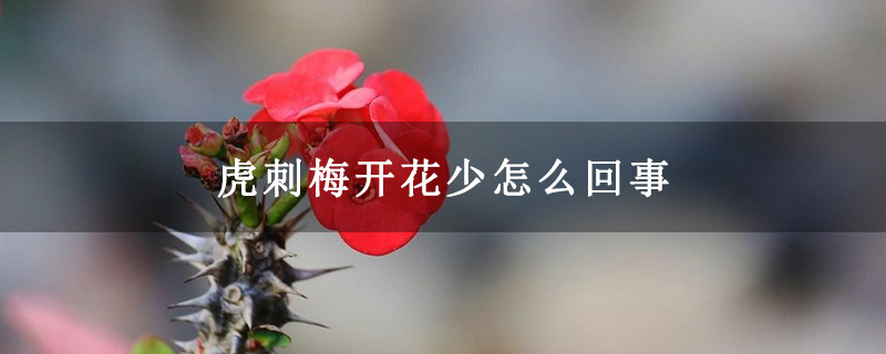 虎刺梅开花少怎么回事