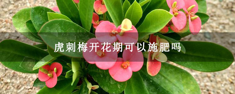 虎刺梅开花期可以施肥吗