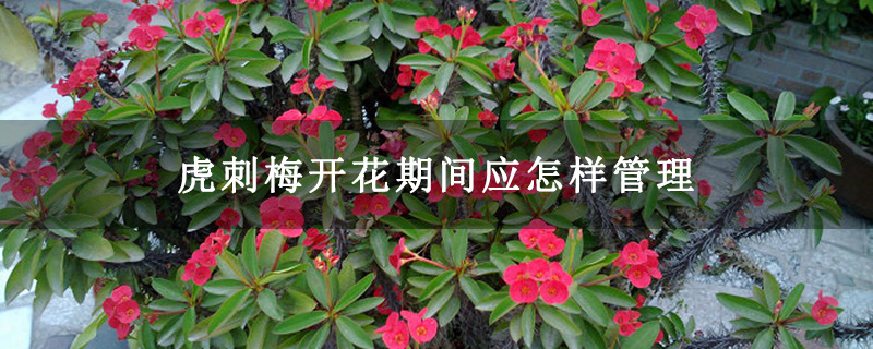 虎刺梅开花期间应怎样管理