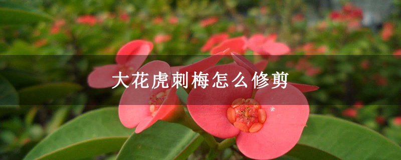 大花虎刺梅怎么修剪