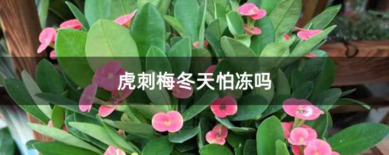 虎刺梅冬天怕冻吗 虎刺梅冬天怕冻吗