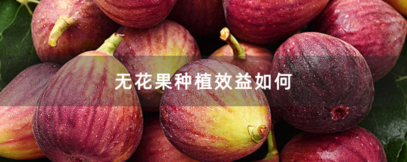 无花果种植效益如何