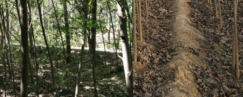 8公分杨树苗多少钱一颗