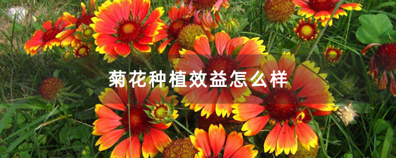菊花种植效益怎么样