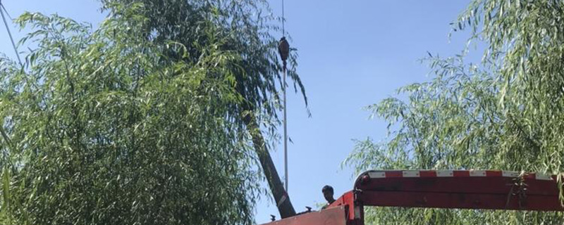 17公分垂柳价格多少钱一棵