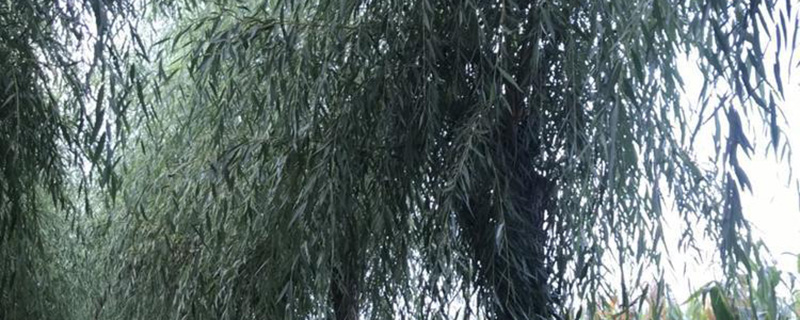12公分垂柳树价格多少钱一棵