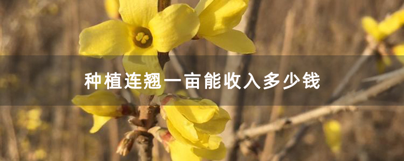 种植连翘一亩能收入多少钱