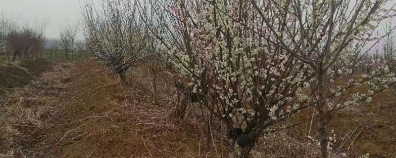 梅花树苗多少钱一棵 梅花树苗多少钱一棵