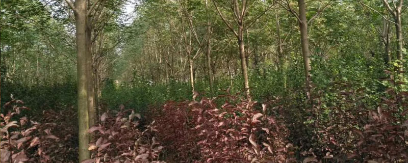 8公分无患子价格多少钱一棵