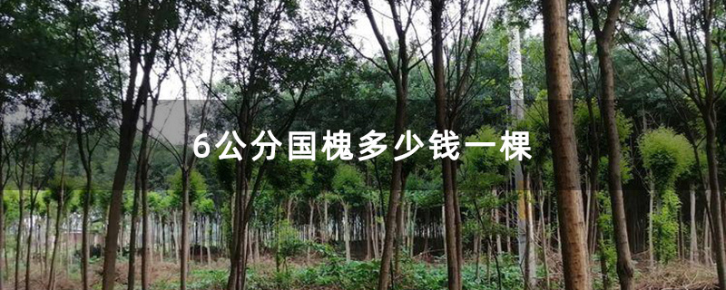 6公分国槐多少钱一棵
