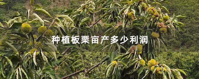 种植板栗亩产多少利润