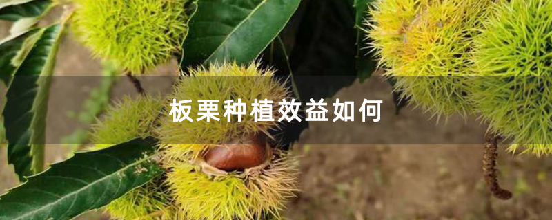 板栗种植效益如何