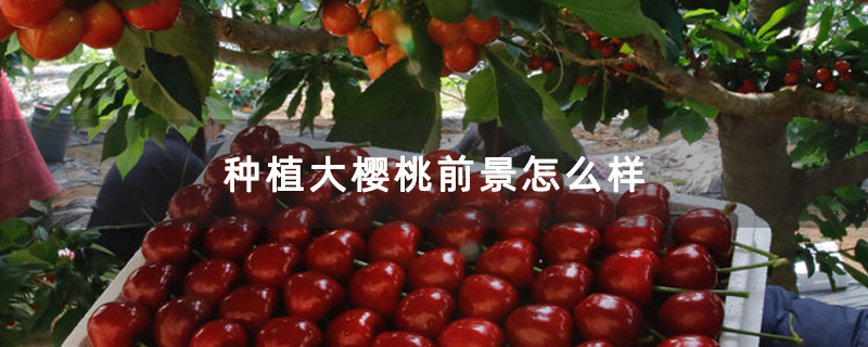 种植大樱桃前景怎么样