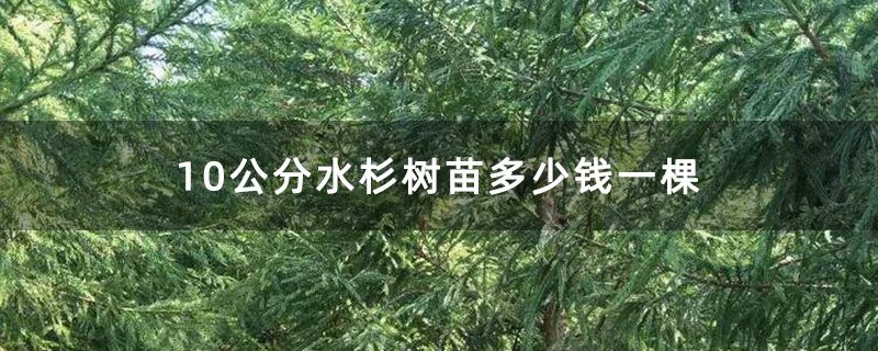 10公分水杉树苗