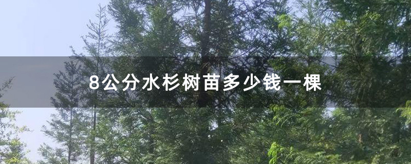 8公分水杉树苗多少钱一棵