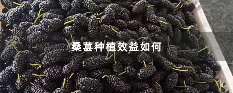 桑葚种植效益如何