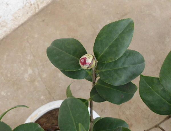 茶花小苗