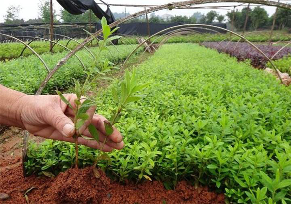 山东杜鹃小苗价格多少钱一棵？杜鹃花种植方法介绍