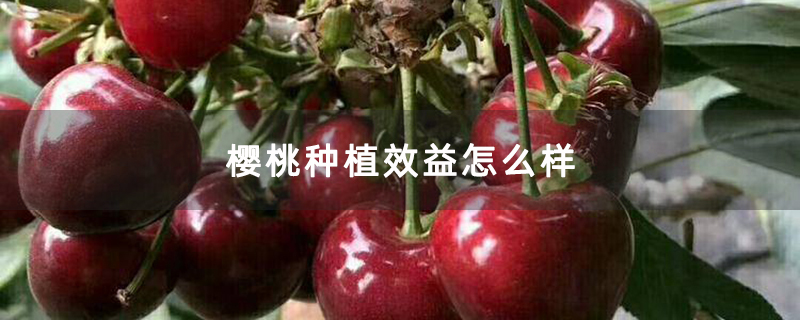 樱桃种植效益怎么样