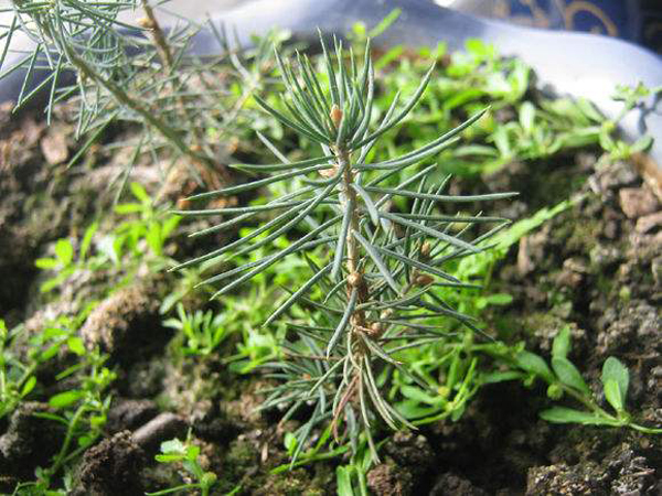 蓝杉小苗价格多少钱一棵？蓝杉树苗种植技术介绍