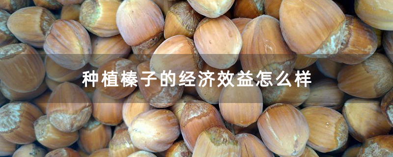 种植榛子的经济效益怎么样