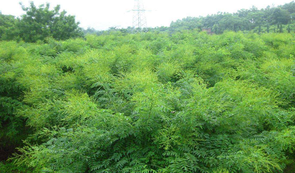 国槐小苗