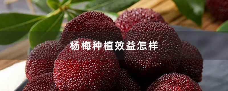 杨梅种植效益怎样