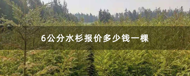 6公分水杉