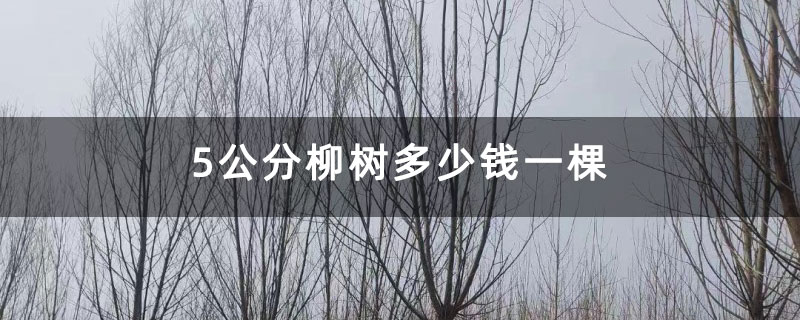 5公分柳树多少钱一棵