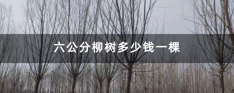 六公分柳树多少钱一棵