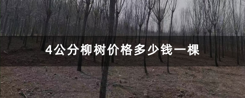 4公分柳树价格多少钱一棵