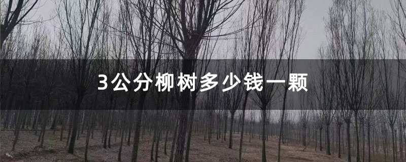 3公分柳树多少钱一颗
