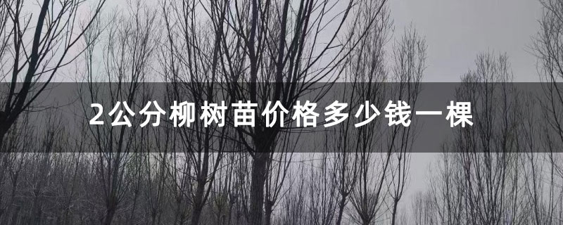 2公分柳树苗价格多少钱一棵