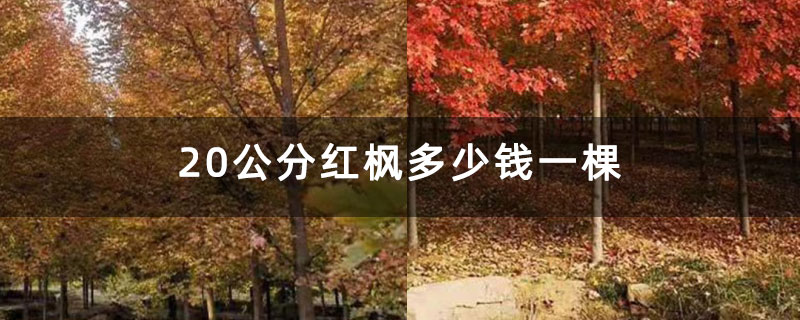 20公分红枫多少钱一棵
