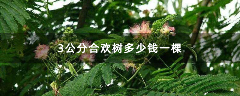 3公分合欢树多少钱一棵