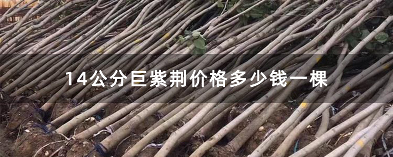 14公分巨紫荆价格多少钱一棵