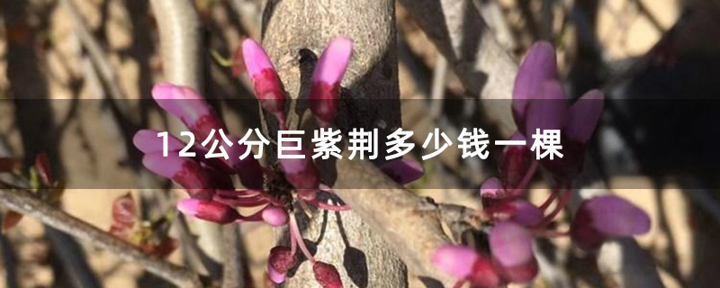 12公分巨紫荆多少钱一棵