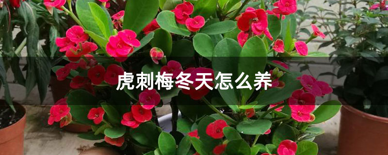 虎刺梅冬天怎么养