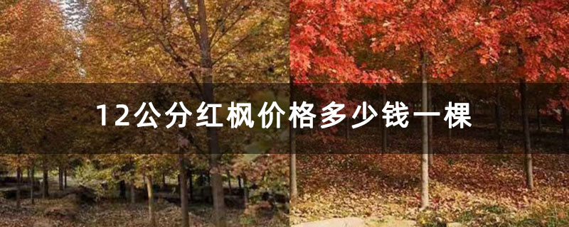 12公分红枫价格多少钱一棵