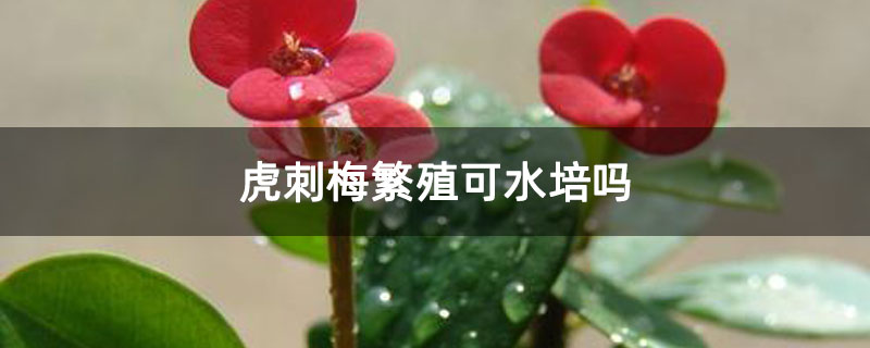 虎刺梅繁殖可水培吗