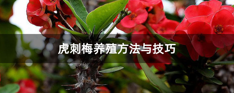 虎刺梅养殖方法与技巧