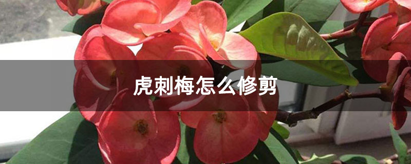 虎刺梅怎么修剪