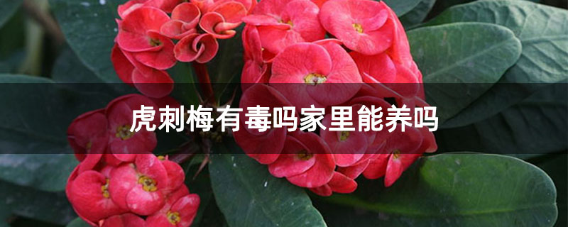 虎刺梅有毒吗家里能养吗